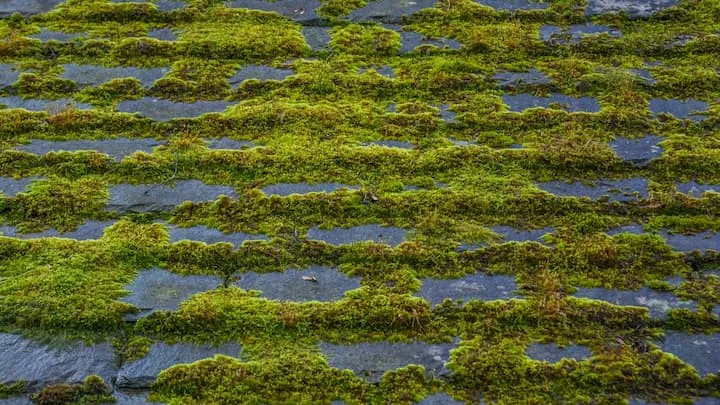 moss on a stone roof